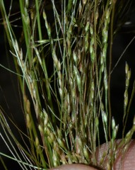 Agrostis hyemalis