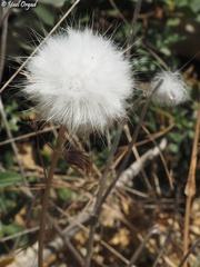 Pseudopodospermum papposum