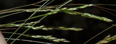 Agrostis hyemalis