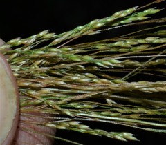 Agrostis hyemalis