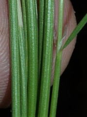 Agrostis hyemalis