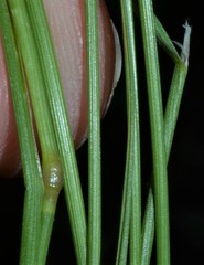 Agrostis hyemalis