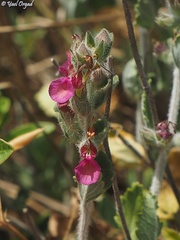Teucrium divaricatum
