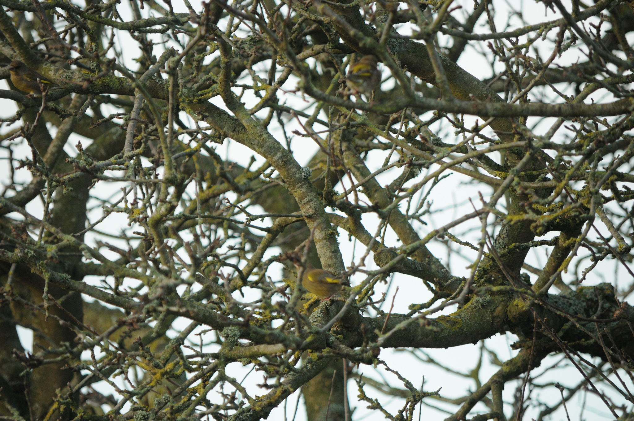 European Greenfinch