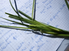 Carex elata