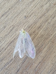 Chrysopa nigricornis