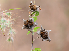 Hibiscus vitifolius