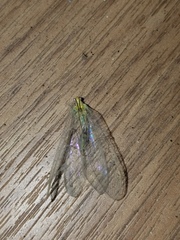 Chrysopa nigricornis