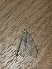 Chrysopa nigricornis