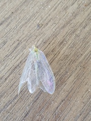 Chrysopa nigricornis