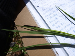 Carex elata