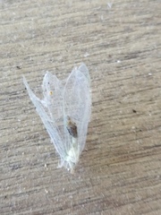 Chrysopa nigricornis