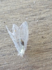 Chrysopa nigricornis