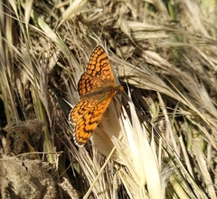 Melitaea deione