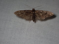 Eupithecia columbiata