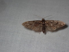 Eupithecia columbiata