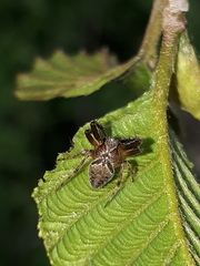 Araneus sturmi