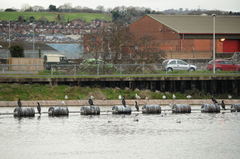 Phalacrocorax carbo