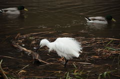 Egretta garzetta