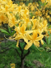 Rhododendron calendulaceum