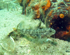 Bathygobius krefftii