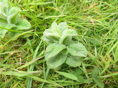 Mentha × rotundifolia