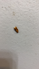 Sparganothis sulfureana