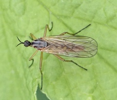 Empis trigramma