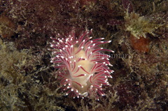 Carronella pellucida