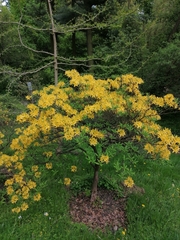 Rhododendron calendulaceum