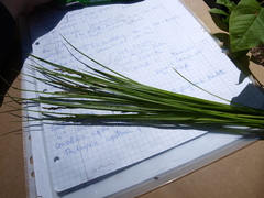 Carex elongata