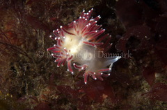 Carronella pellucida