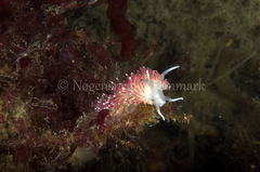 Carronella pellucida