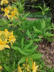 Rhododendron calendulaceum