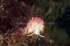 Carronella pellucida