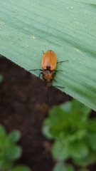 Anostirus castaneus