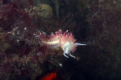 Carronella pellucida