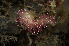 Carronella pellucida