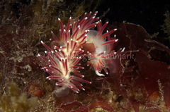 Carronella pellucida