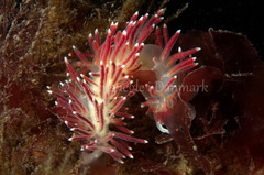 Carronella pellucida