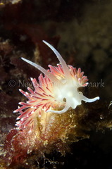 Carronella pellucida