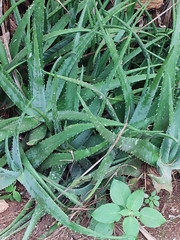 Aloe vera