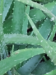 Aloe vera