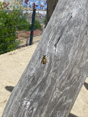 Vespula
