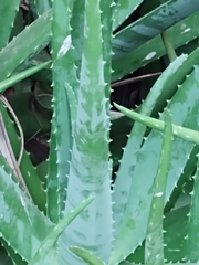 Aloe vera