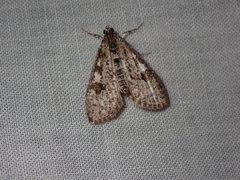 Palpita aenescentalis