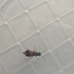 Anthocomus