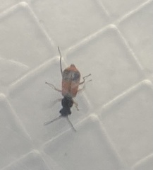 Anthocomus