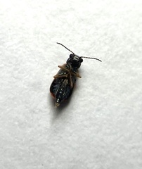 Anthocomus