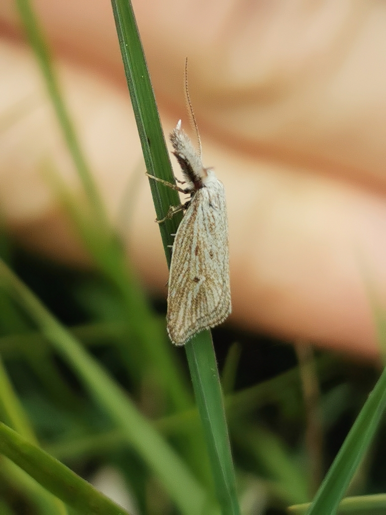 Minetia adamczewskii